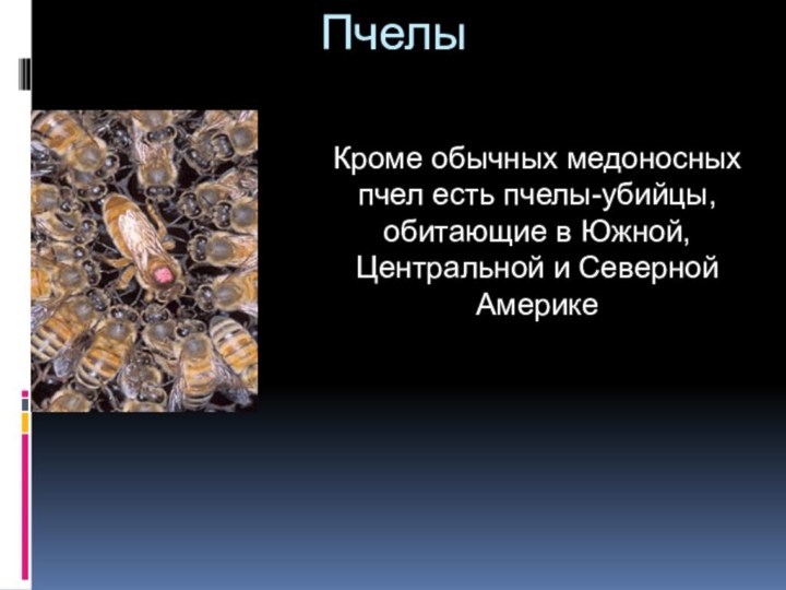 Пчелы Кроме обычных медоносных пчел есть пчелы-убийцы, обитающие в Южной, Центральной и Северной Америке