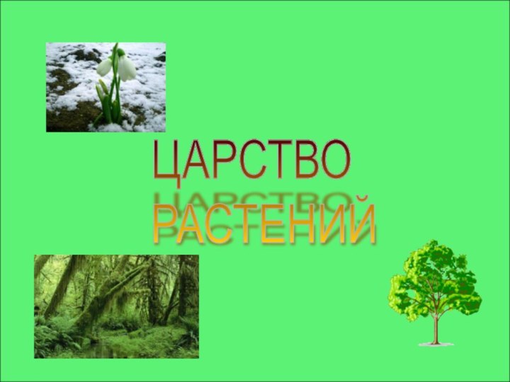 ЦАРСТВО  РАСТЕНИЙ