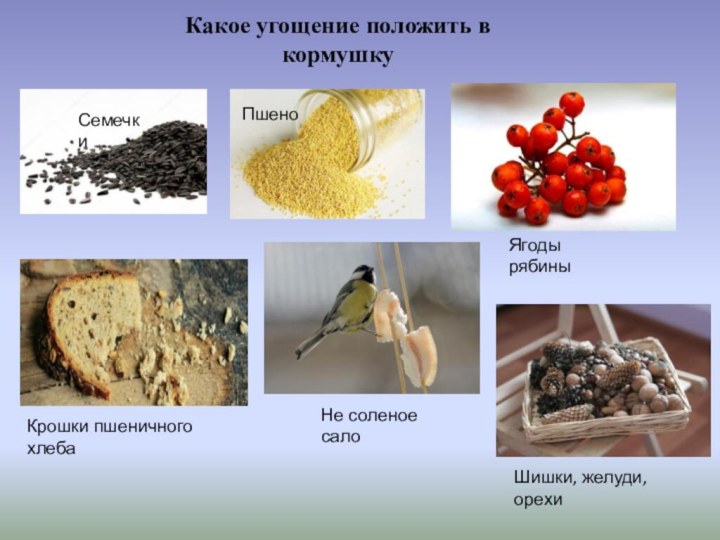 Какое угощение положить в кормушкуСемечкиПшеноНе соленое салоКрошки пшеничного хлебаЯгоды рябиныШишки, желуди, орехи