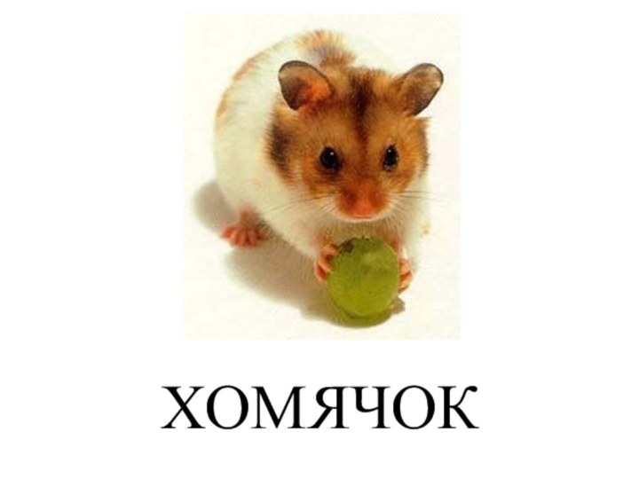 ХОМЯЧОК