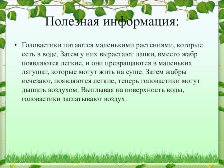 Полезная информация:Головастики питаются маленькими растениями, которые есть в воде. Затем у них