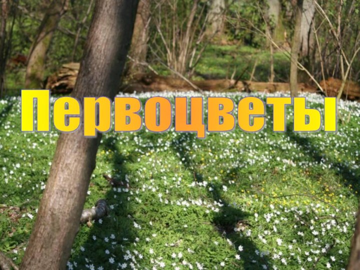 Первоцветы