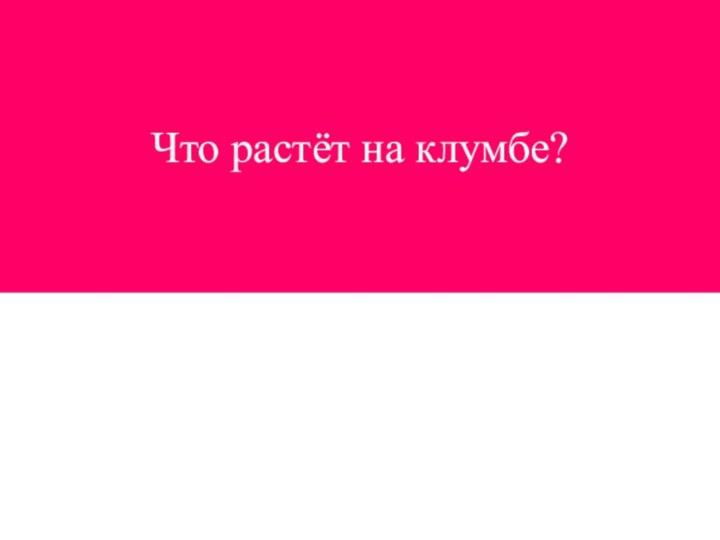 Что растёт на клумбе?