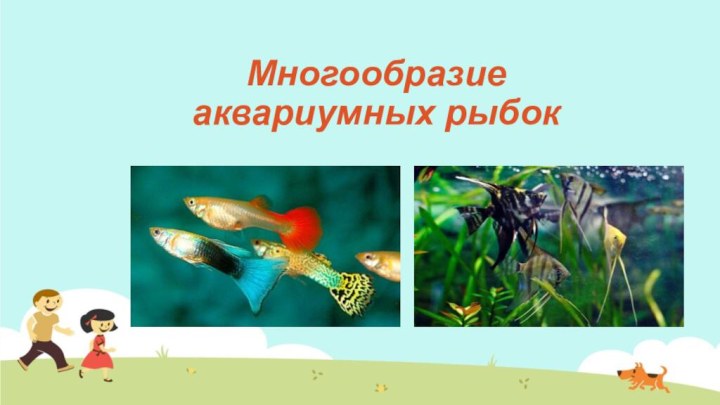 Многообразие аквариумных рыбок