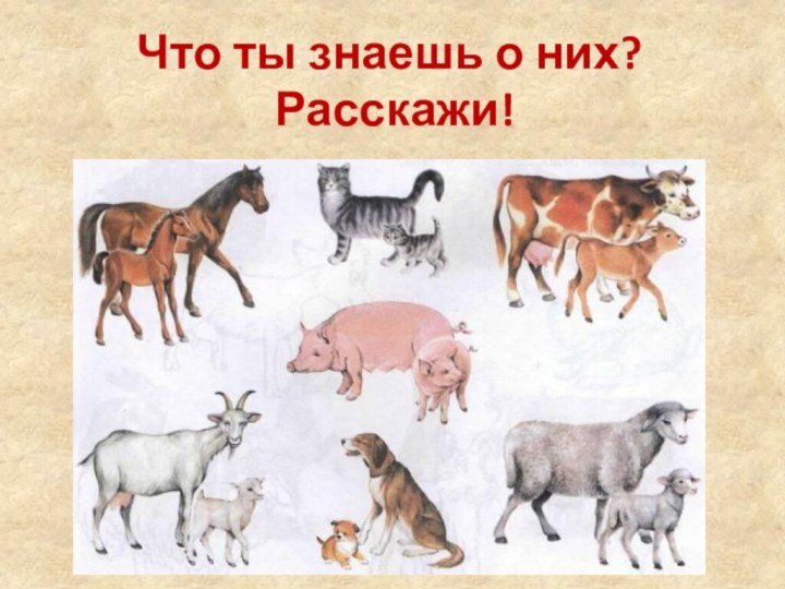 Что ты знаешь о них?  Расскажи!