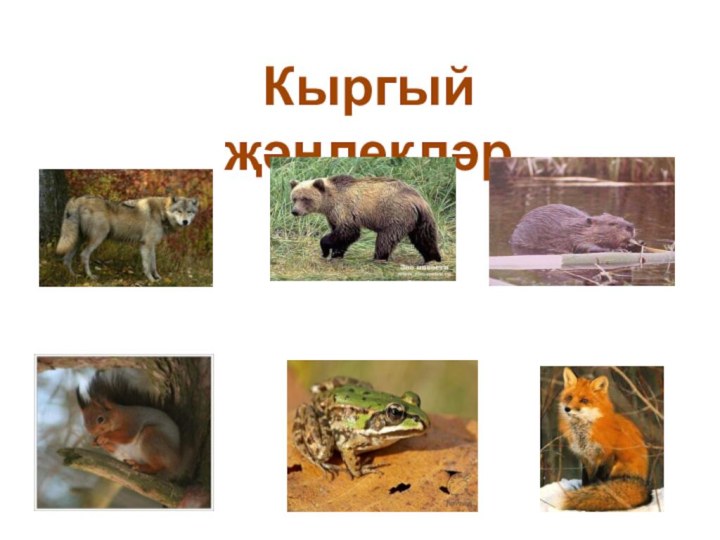 Кыргый җәнлекләр