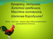 Что мы знаем про обыкновенного домашнего петуха презентация к уроку