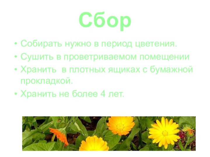 Сбор Собирать нужно в период цветения. Сушить в проветриваемом помещенииХранить в плотных