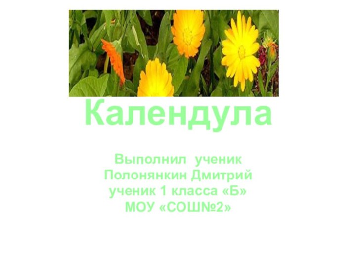 КалендулаВыполнил ученик Полонянкин Дмитрий ученик 1 класса «Б» МОУ «СОШ№2»