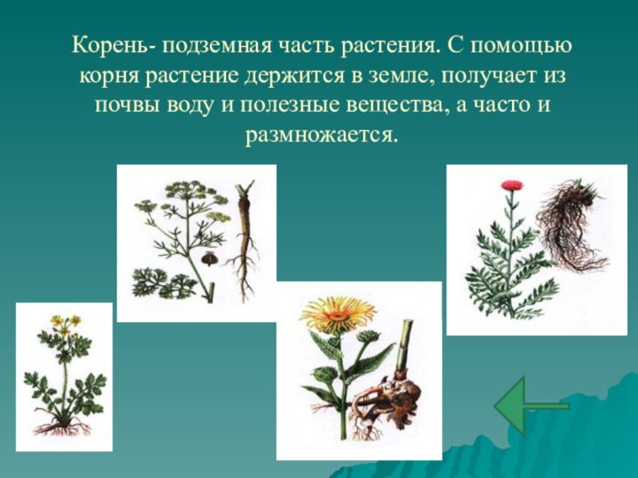 Корень- подземная часть растения. С помощью корня растение держится в земле, получает