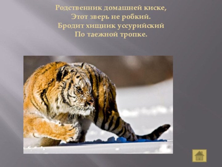 Родственник домашней киске, Этот зверь не робкий. Бродит хищник уссурийский По таежной тропке.