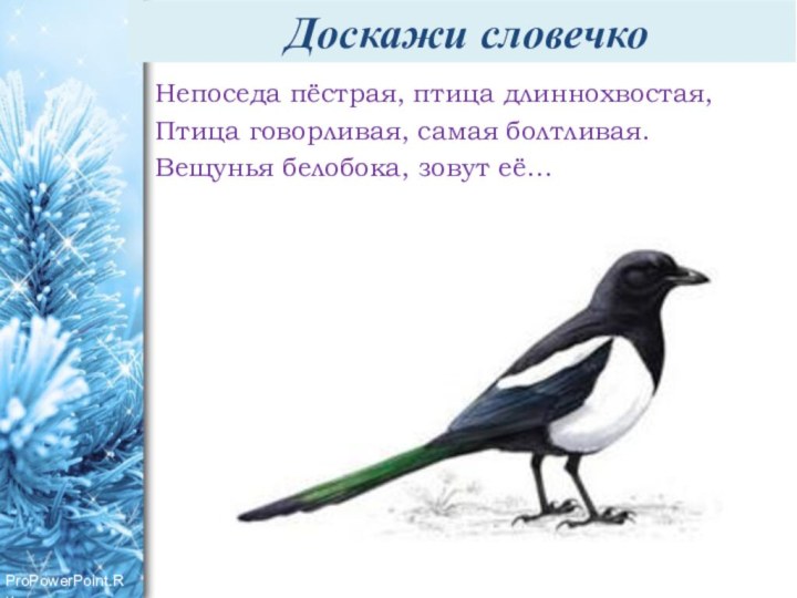 Доскажи словечкоНепоседа пёстрая, птица длиннохвостая,Птица говорливая, самая болтливая. Вещунья белобока, зовут её…