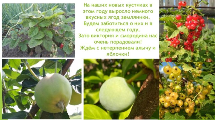 На наших новых кустиках в этом году выросло немного вкусных ягод земляники.