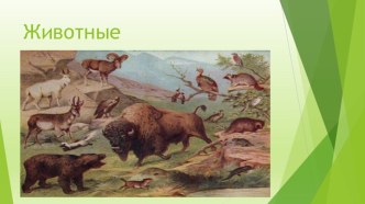Презентация Животные методическая разработка (старшая группа)