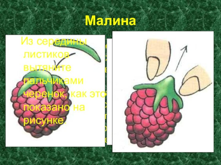 Малина  Скатайте много-много – не меньше 20 маленьких красных шариков. Когда