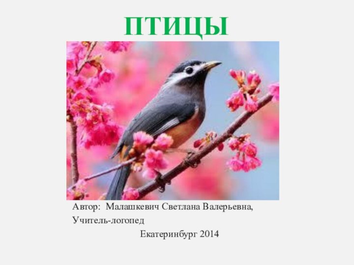 ПТИЦЫ Автор: Малашкевич Светлана Валерьевна, Учитель-логопед Екатеринбург 2014