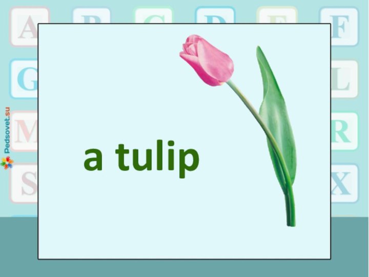 a tulip