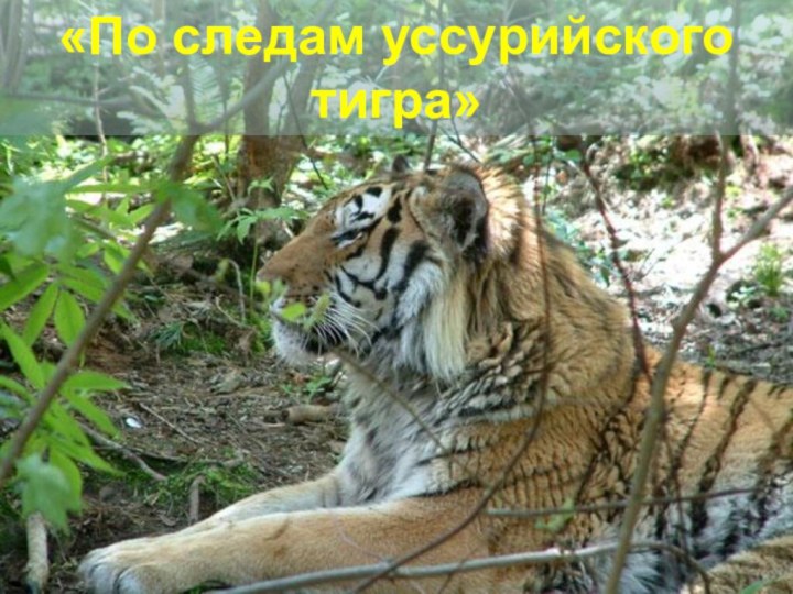 «По следам уссурийского тигра»