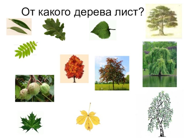 От какого дерева лист?