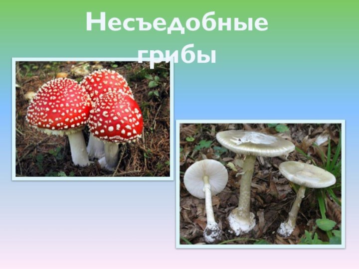 Несъедобные грибы