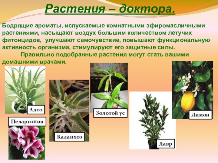 Растения – доктора.Бодрящие ароматы, испускаемые комнатными эфиромасличными растениями, насыщают воздух большим количеством