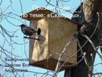 презентация Скворцы презентация к занятию (старшая группа) по теме