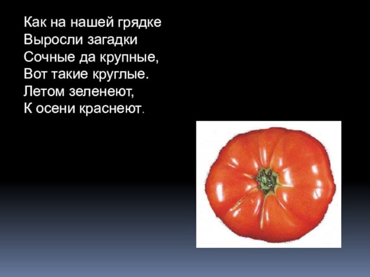 Как на нашей грядке Выросли загадки Сочные да крупные, Вот такие круглые.