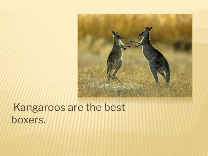 Kangaroos are the best boxers.