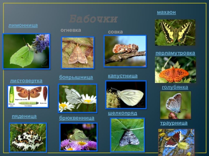 Бабочкилимонницаперламутровкатраурницалистоверткапяденицаголубянкабоярышницабрюквенницашелкопрядкапустницамахаоногневкасовка