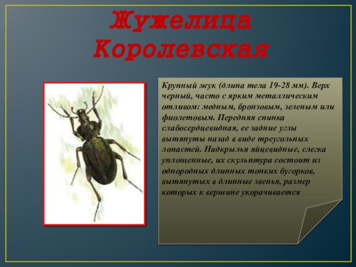 Жужелица КоролевскаяКрупный жук (длина тела 19-28 мм). Верх черный, часто с ярким