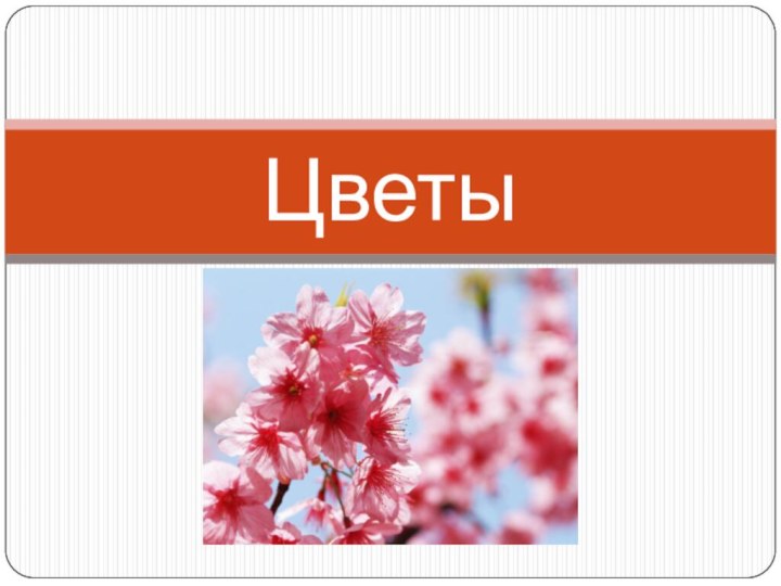 Цветы