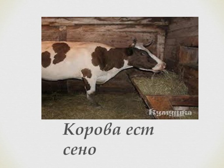 Корова ест сено