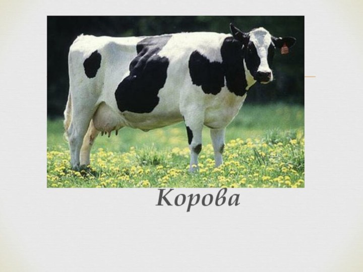 Корова