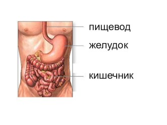 Презентация правила ЗОЖ	 презентация к уроку по окружающему миру (3 класс)