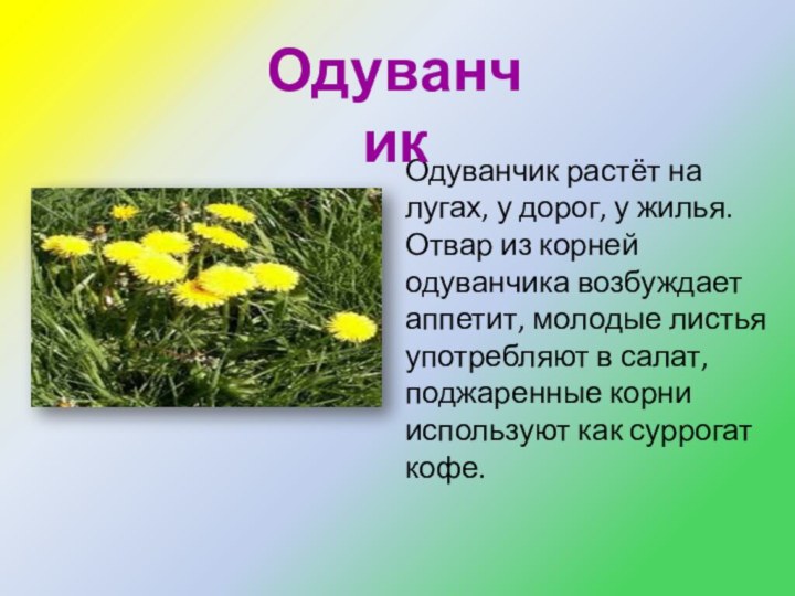 Одуванчик растёт на лугах, у дорог, у жилья. Отвар из корней одуванчика