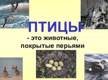 Кто такие птицы презентация к уроку по окружающему миру (1 класс) по теме