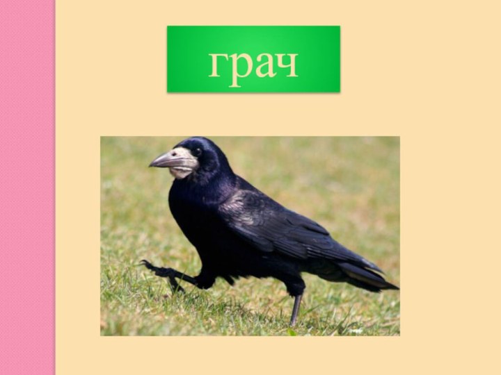 грач