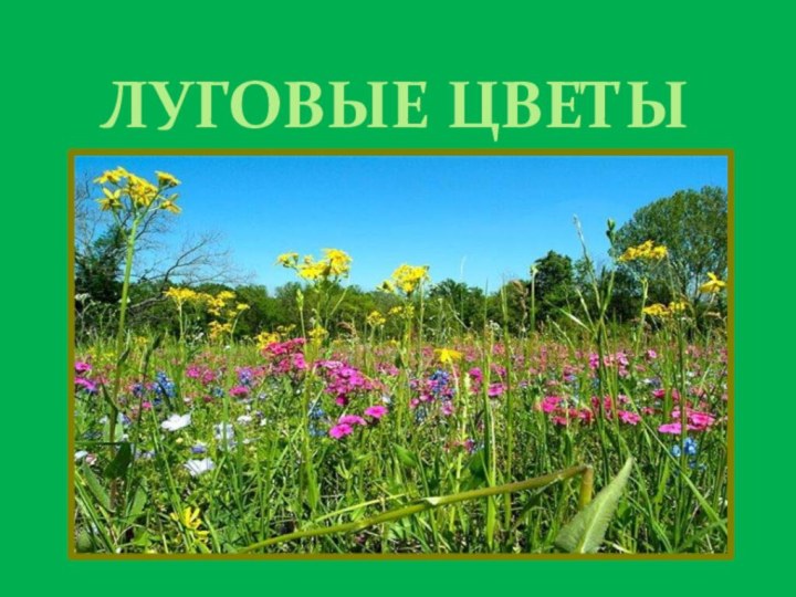 ЛУГОВЫЕ ЦВЕТЫ