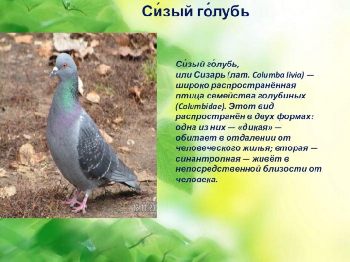 Си́зый го́лубь, или Сизарь (лат. Columba livia) — широко распространённая птица семейства голубиных (Columbidae). Этот вид