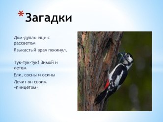 презентация Загадки зимы презентация к уроку по окружающему миру (2 класс)