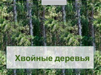 хвойные деревья презентация к уроку по окружающему миру (средняя группа)