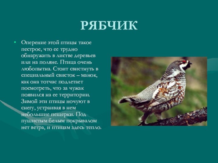 РЯБЧИКОперение этой птицы такое пестрое, что ее трудно обнаружить в листве деревьев