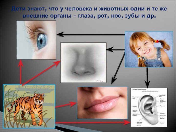 Дети знают, что у человека и животных одни и те же внешние