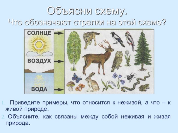 Приведите примеры, что относится к неживой, а что – к живой