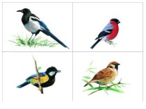 Как узнать птиц? презентация к уроку по окружающему миру (старшая группа)