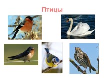урок окружающего мира в 1 классе Жизнь птиц методическая разработка по окружающему миру (1 класс) по теме