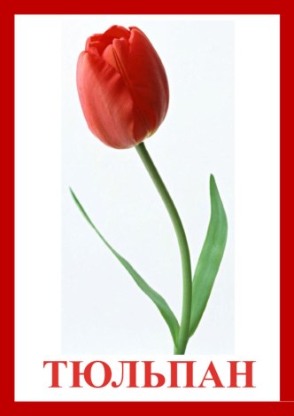 Картотека цветов для занятий и бесед картотека