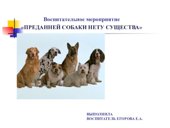 ВЫПОЛНИЛА  ВОСПИТАТЕЛЬ ЕГОРОВА Е.А.Воспитательное мероприятие«ПРЕДАННЕЙ СОБАКИ НЕТУ СУЩЕСТВА»