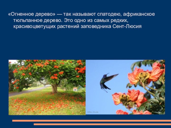 «Огненное дерево» — так называют спатодею, африканское тюльпанное дерево. Это одно из