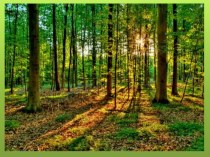 конспект НОД Муравьи - санитары леса план-конспект занятия по окружающему миру (старшая группа)